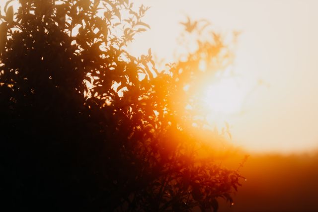 sunshine-bush